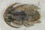 Bargain, Spiny Kolihapeltis Trilobite - Rare Species #161098-6